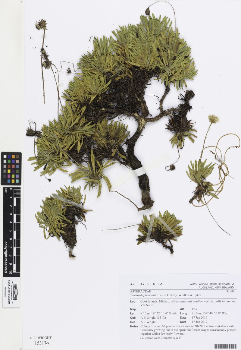 Tetramolopium mitiaroense