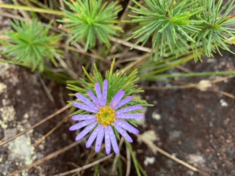 Tetramolopium ornans