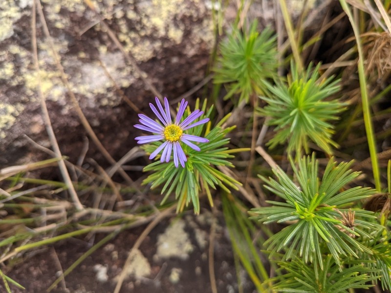 Tetramolopium ornans photo 2