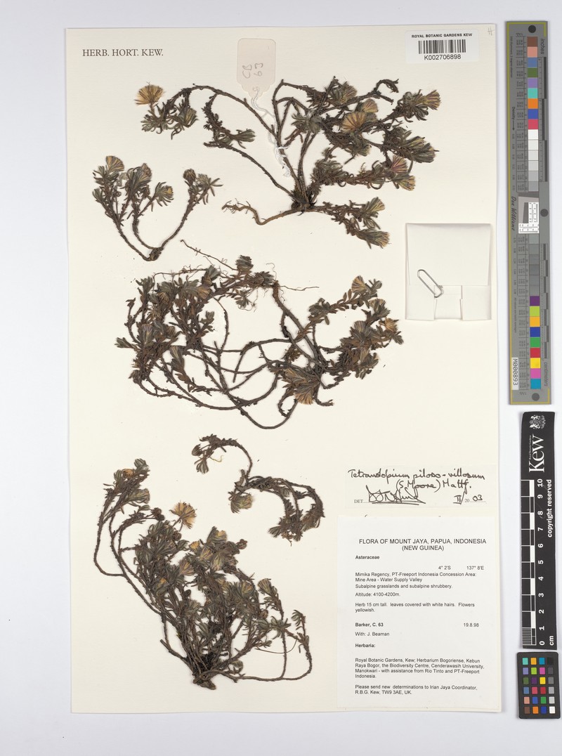 Tetramolopium piloso-villosum