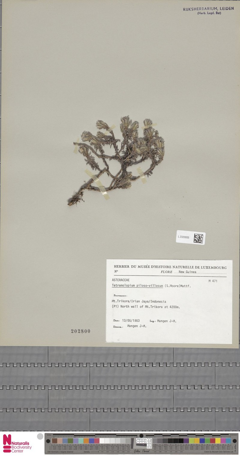 Tetramolopium piloso-villosum photo 2