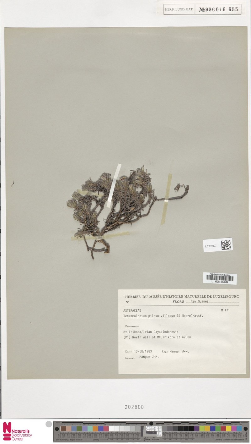 Tetramolopium piloso-villosum photo 3