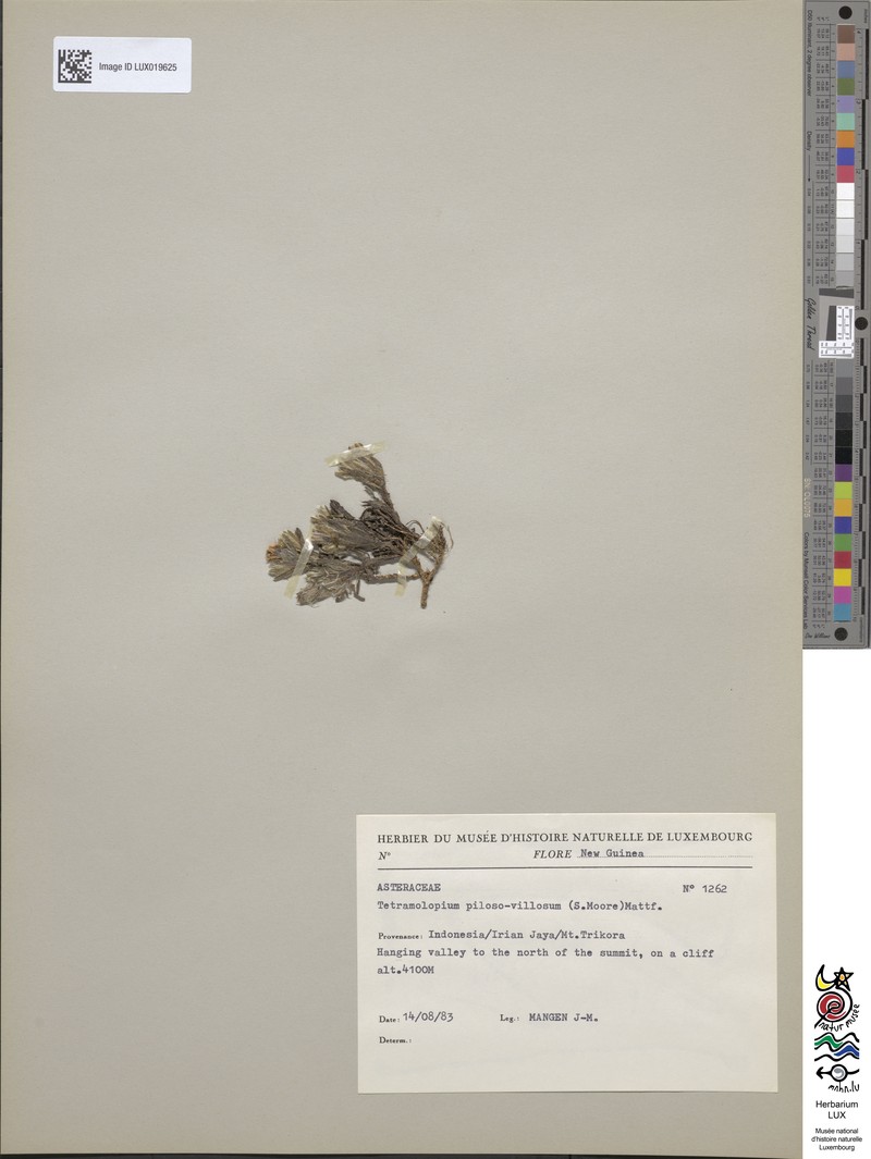 Tetramolopium piloso-villosum photo 4
