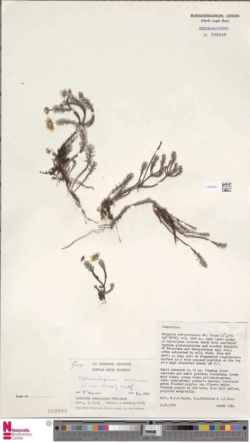 Tetramolopium pioraense