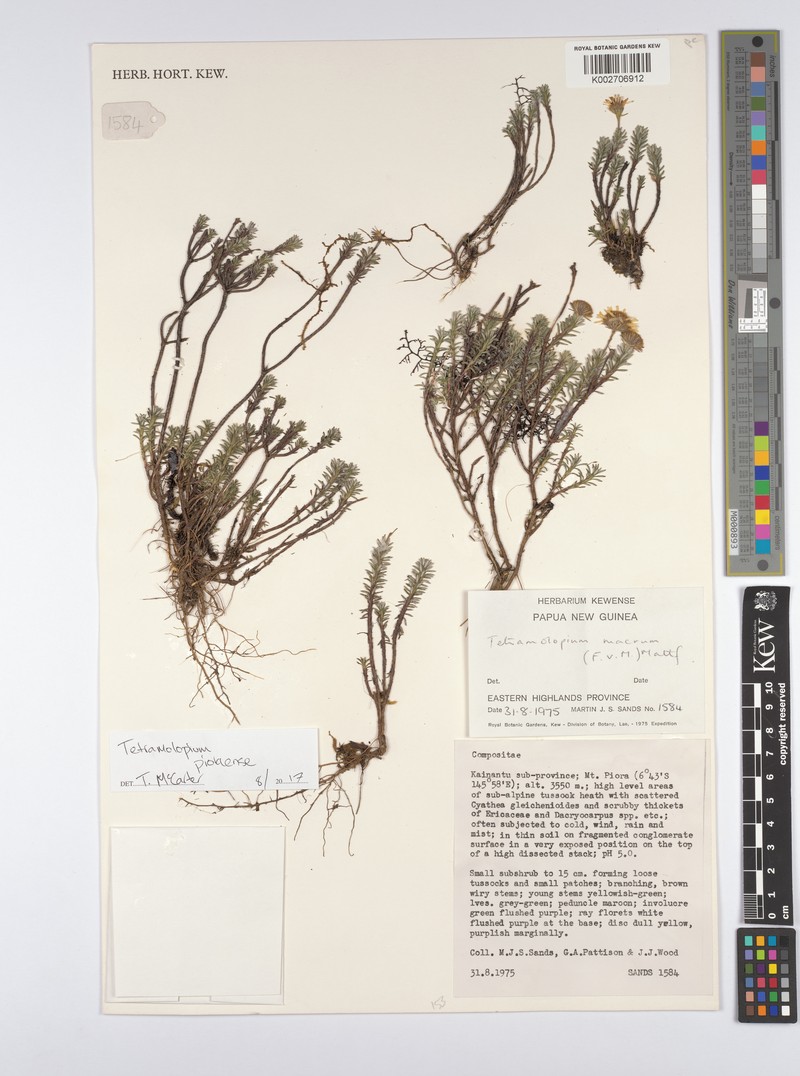 Tetramolopium pioraense photo 2