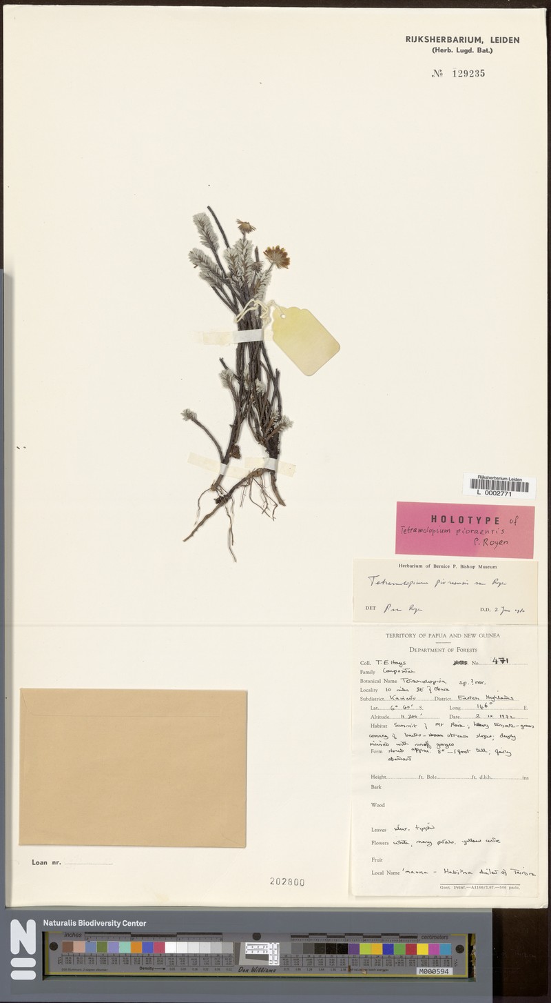Tetramolopium pioraense photo 3