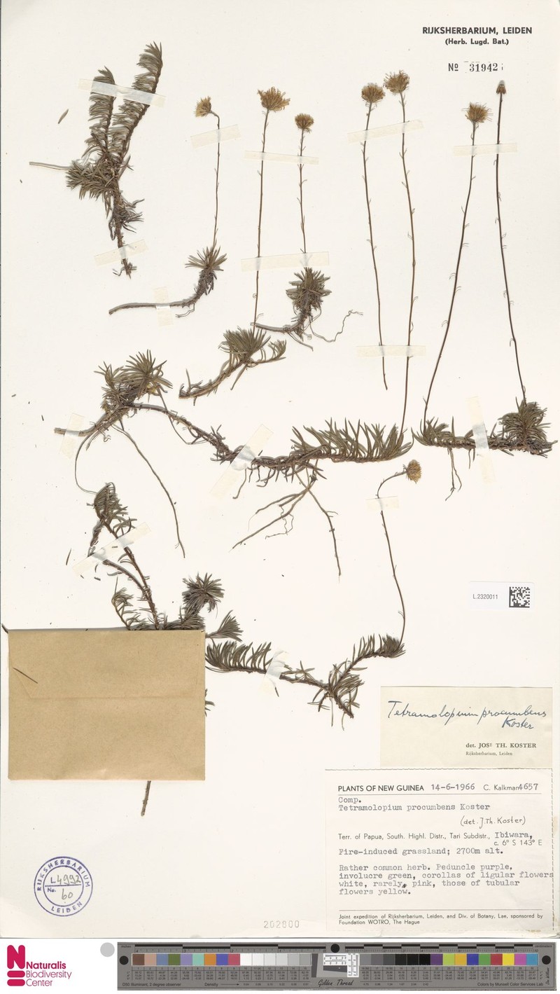 Tetramolopium procumbens