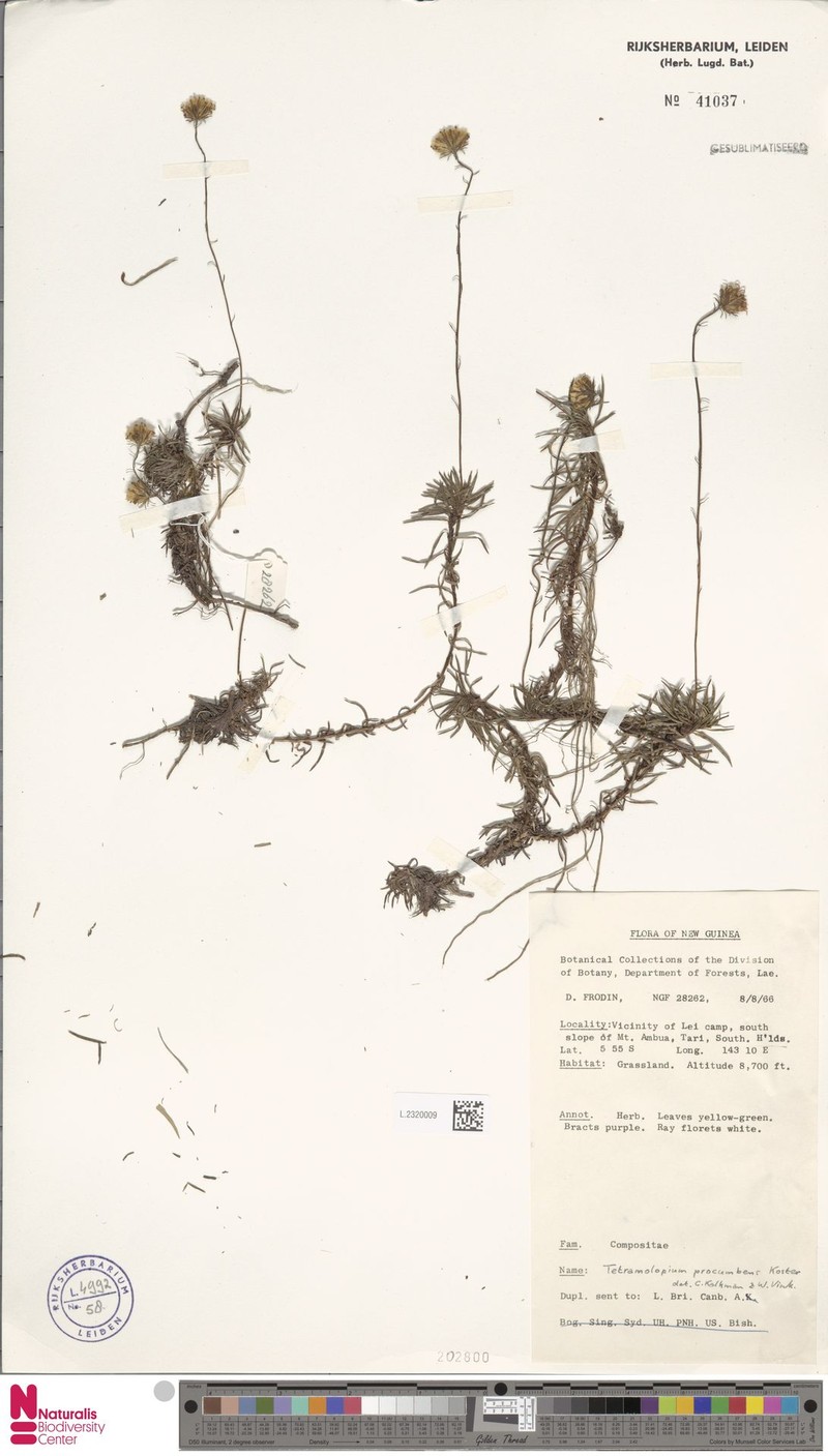 Tetramolopium procumbens photo 2