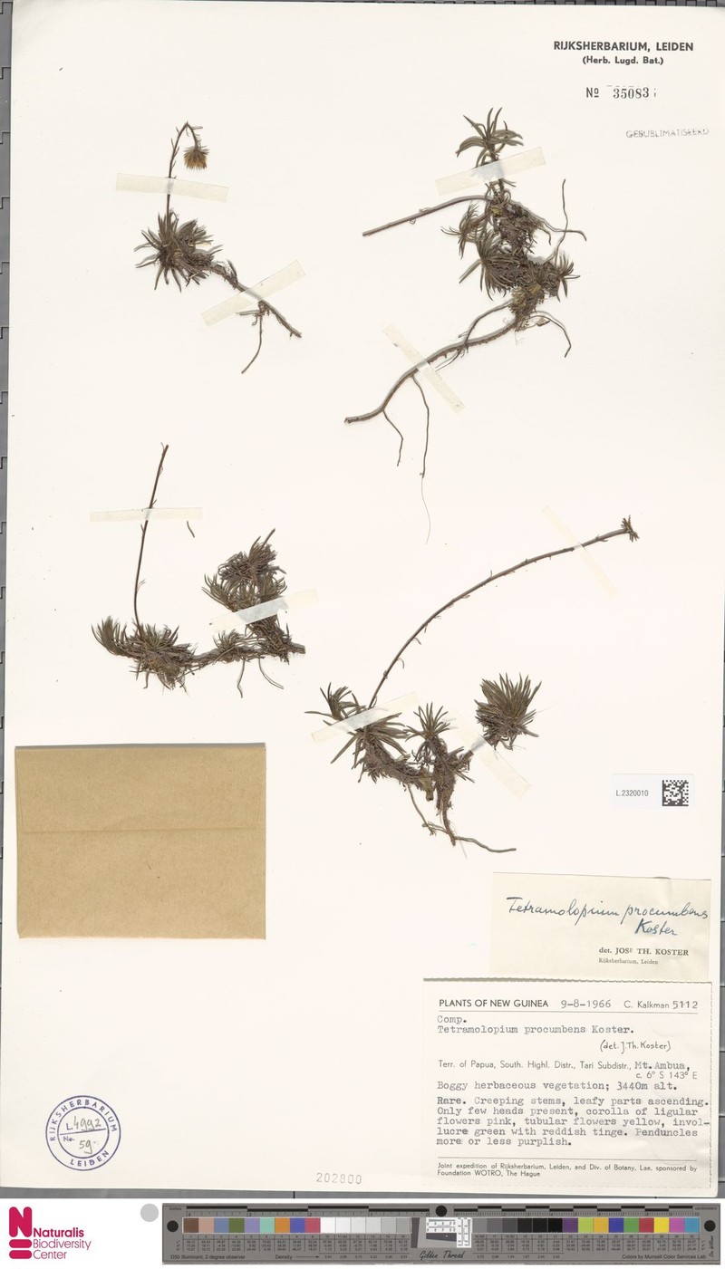 Tetramolopium procumbens photo 3