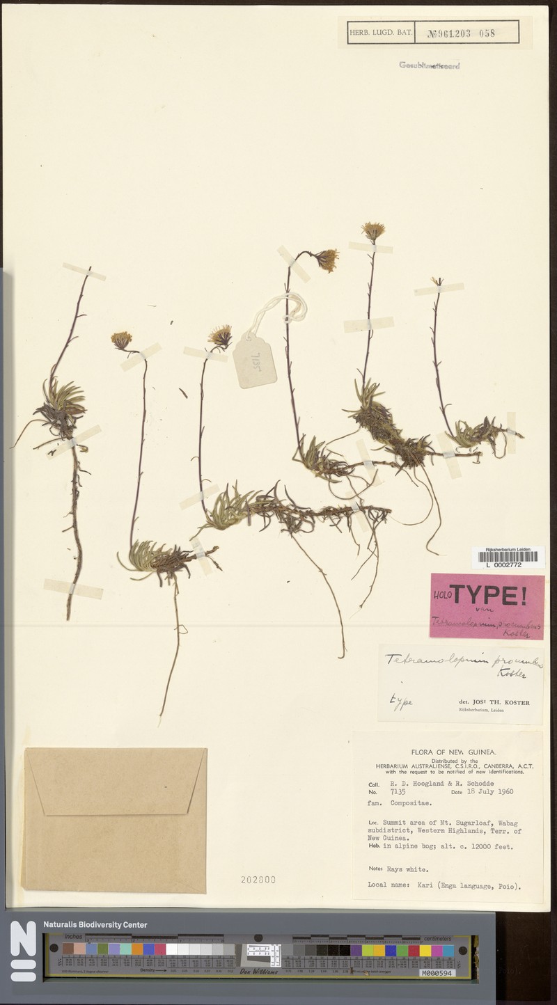 Tetramolopium procumbens photo 4