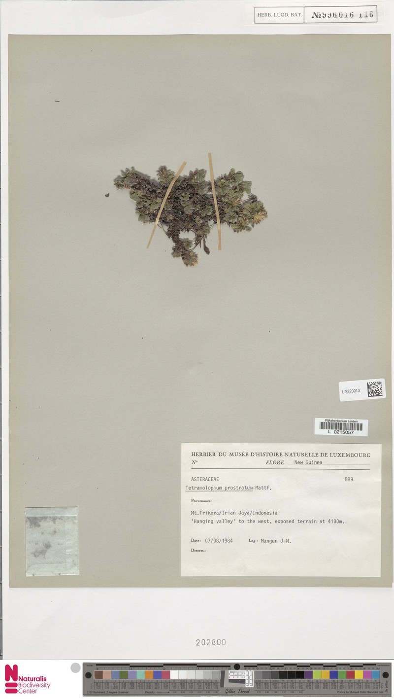 Tetramolopium prostratum