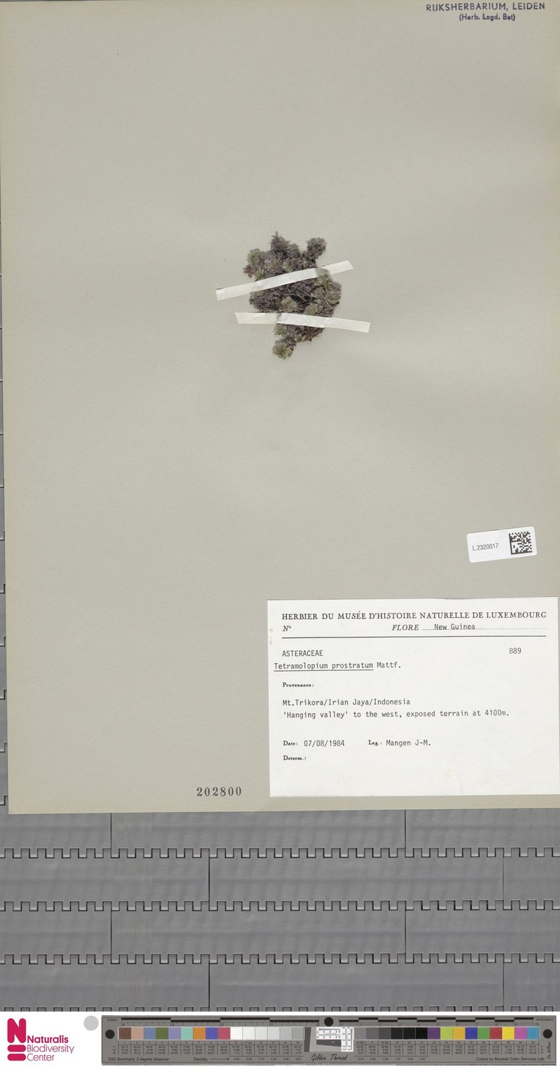 Tetramolopium prostratum photo 2