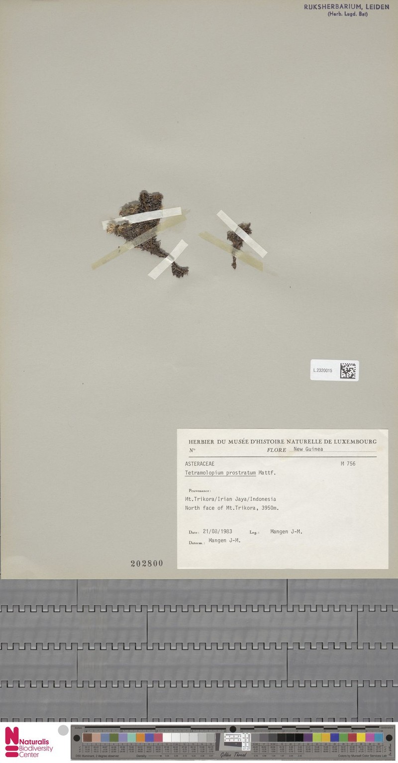 Tetramolopium prostratum photo 3