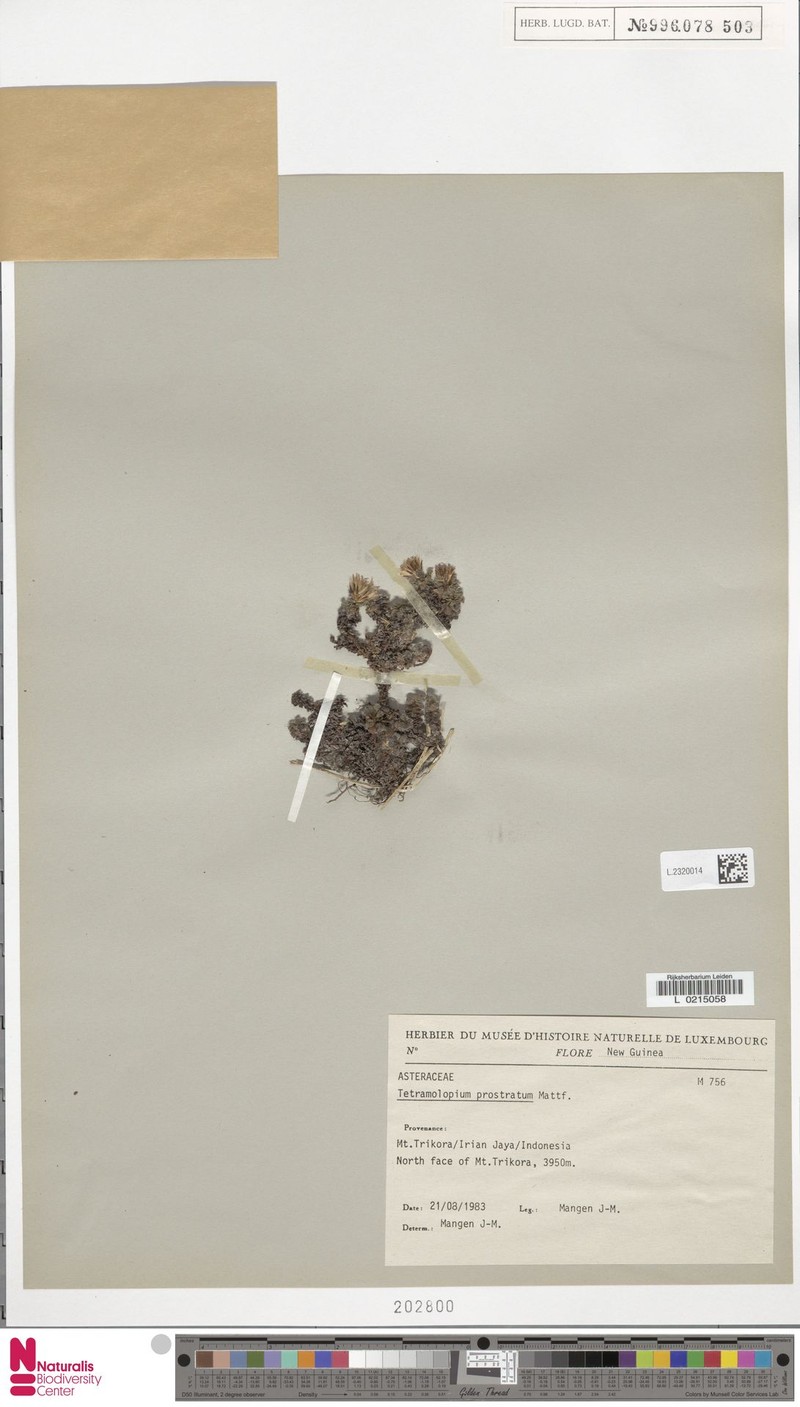 Tetramolopium prostratum photo 4