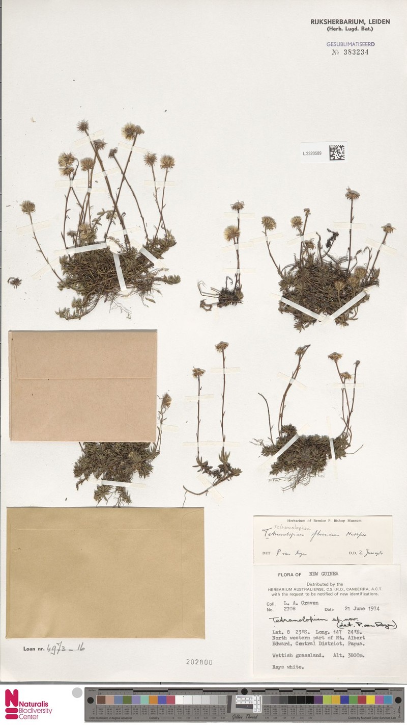 Tetramolopium pumilum
