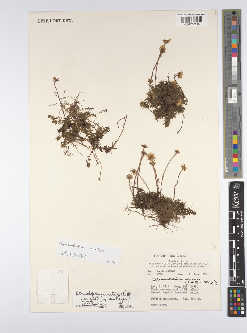 Tetramolopium pumilum photo 2