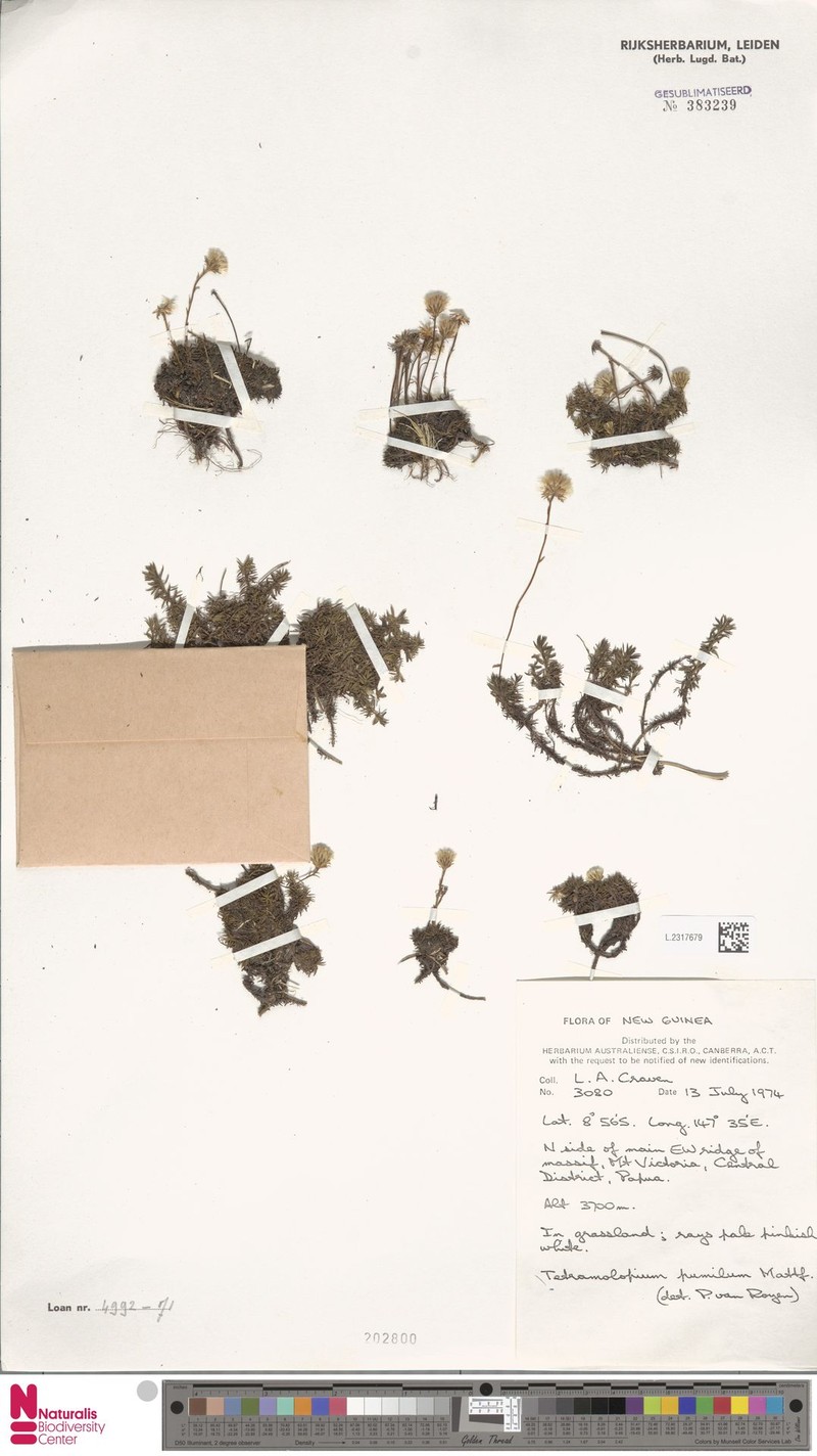 Tetramolopium pumilum photo 3