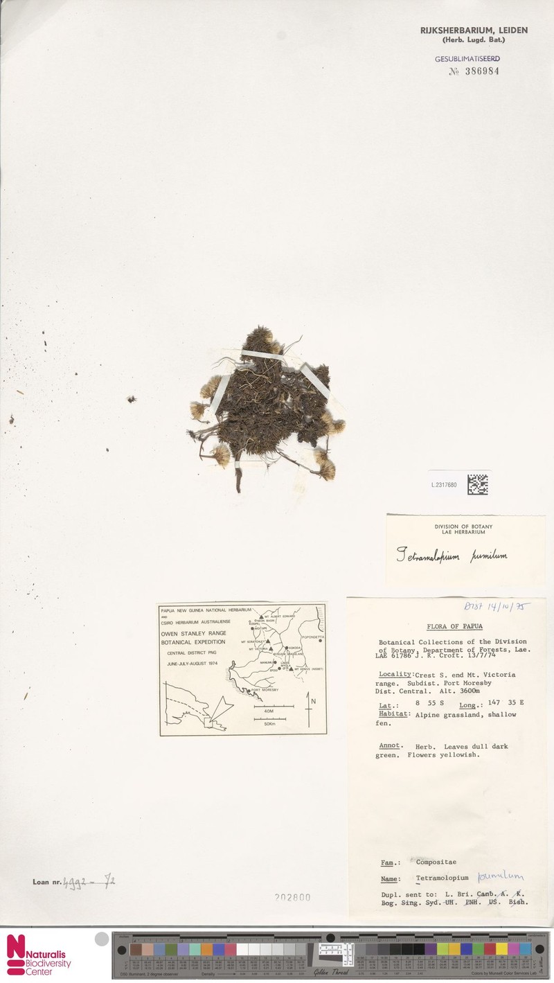 Tetramolopium pumilum photo 4