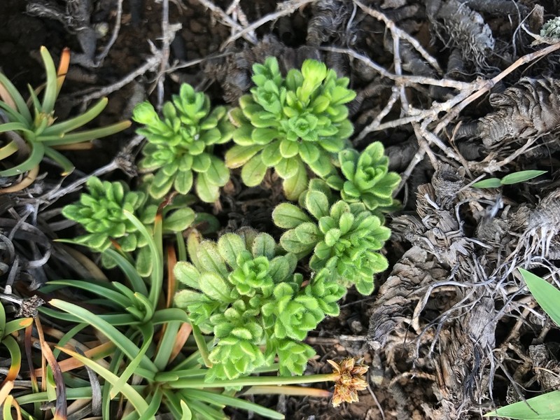 Dune Tetramolopium photo 2