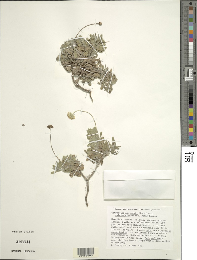 Dune Tetramolopium photo 4