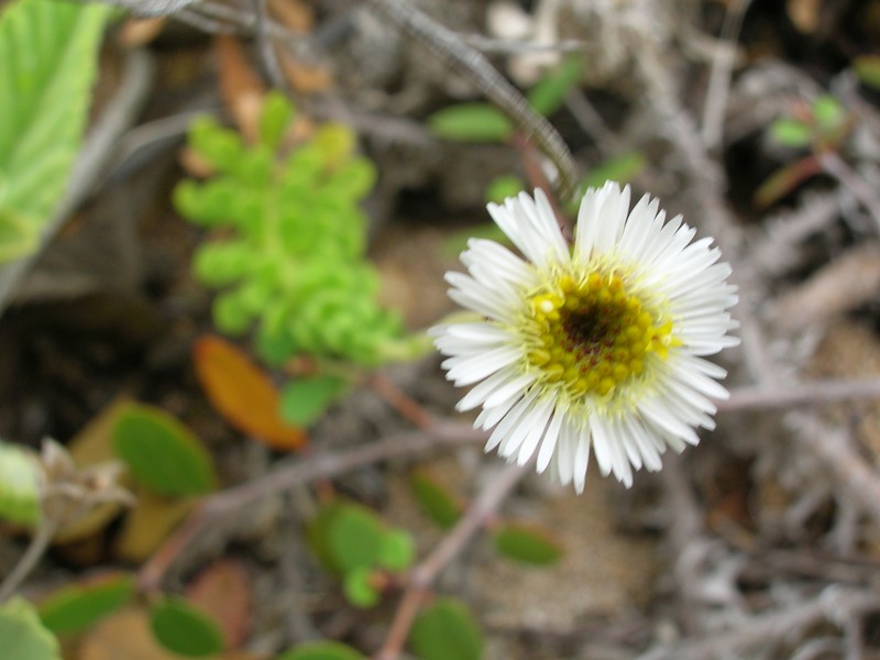 Dune Tetramolopium