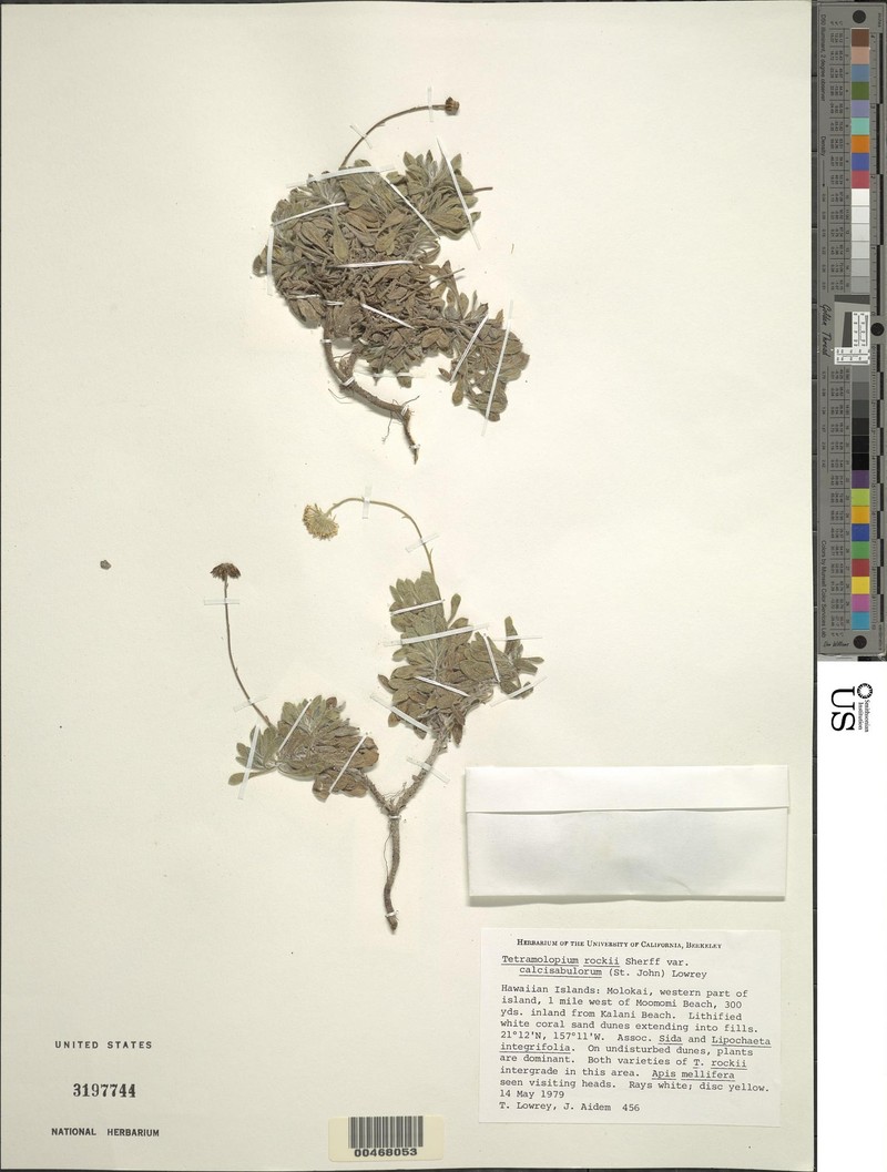 Tetramolopium rockii var. calcisabulorum