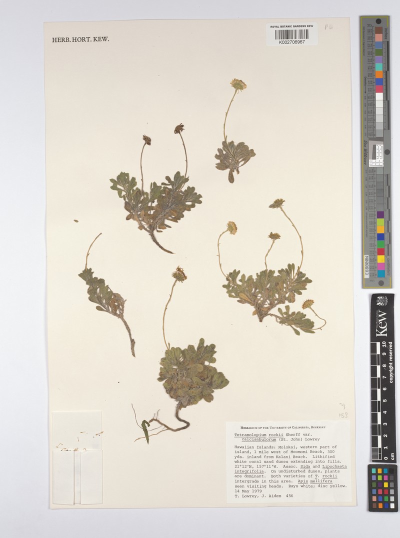 Tetramolopium rockii var. calcisabulorum photo 2