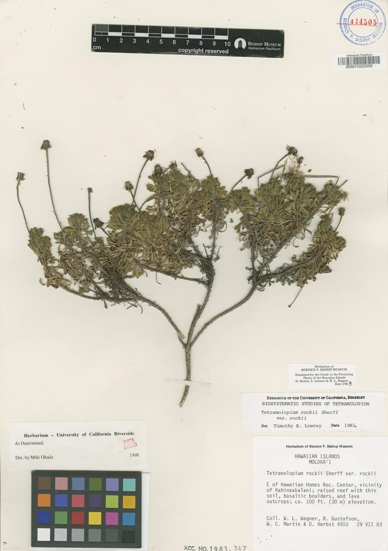 Tetramolopium rockii var. rockii