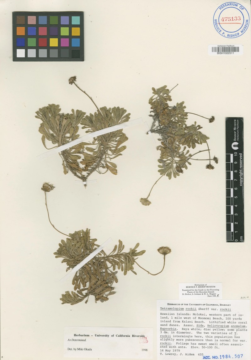 Tetramolopium rockii var. rockii photo 2