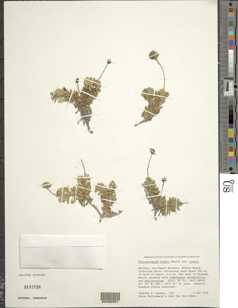 Tetramolopium rockii var. rockii photo 3