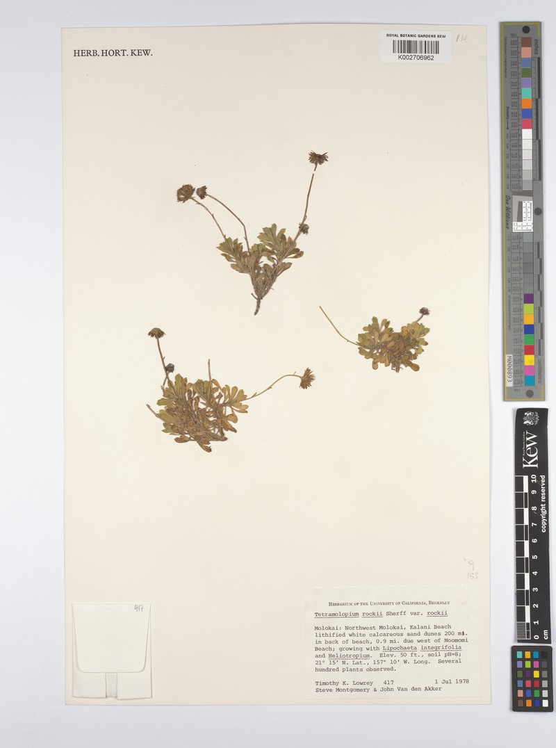 Tetramolopium rockii var. rockii photo 4