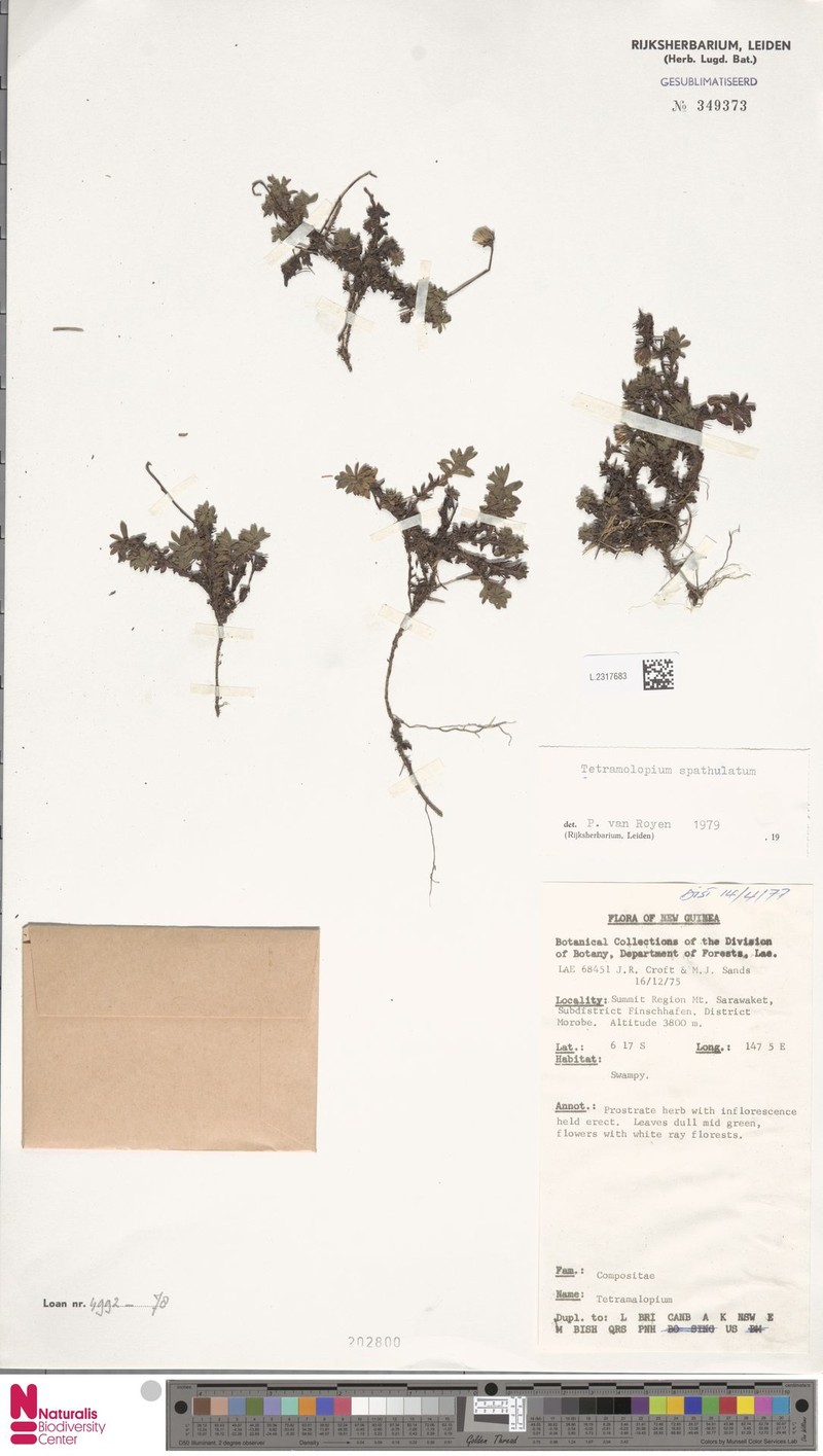 Tetramolopium spathulatum