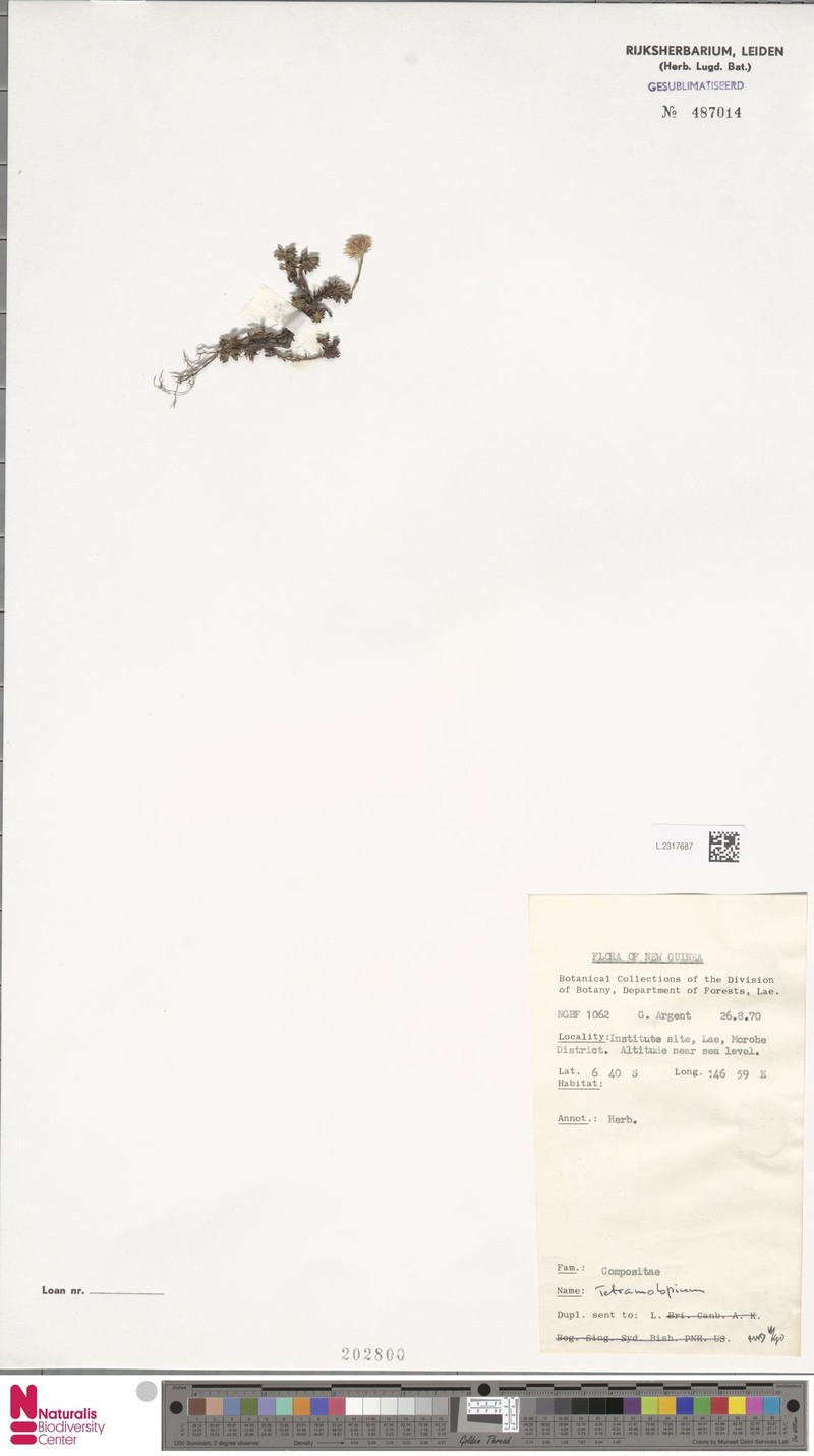 Tetramolopium spathulatum photo 2