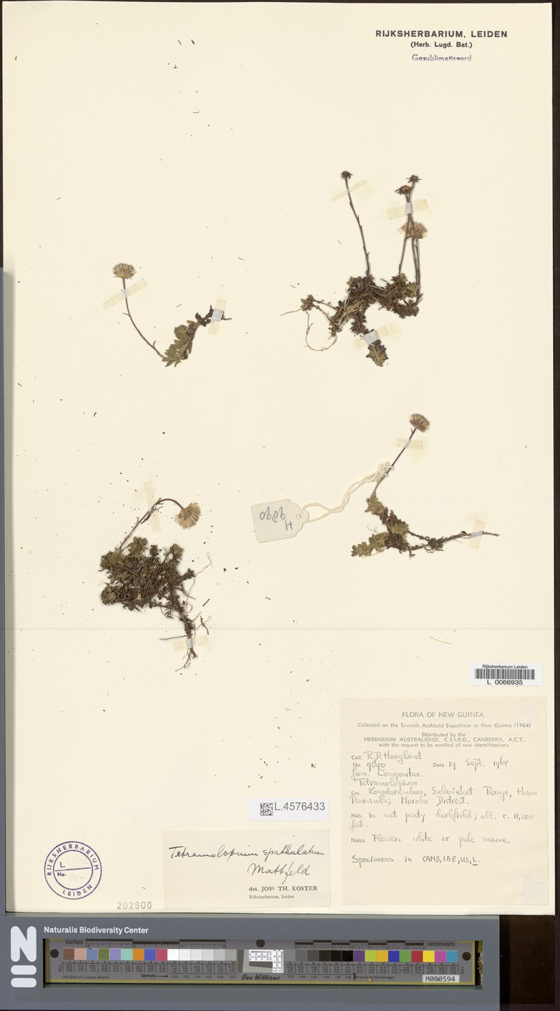 Tetramolopium spathulatum photo 3