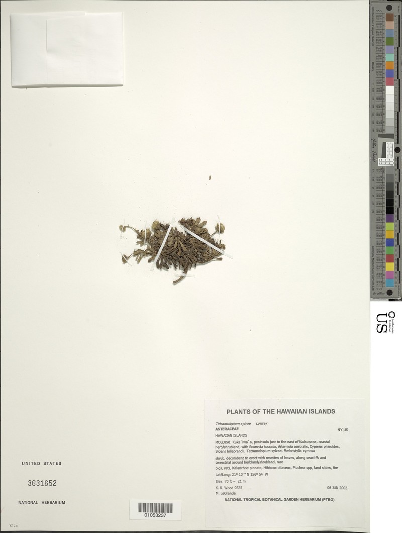 Seacliff Tetramolopium photo 3