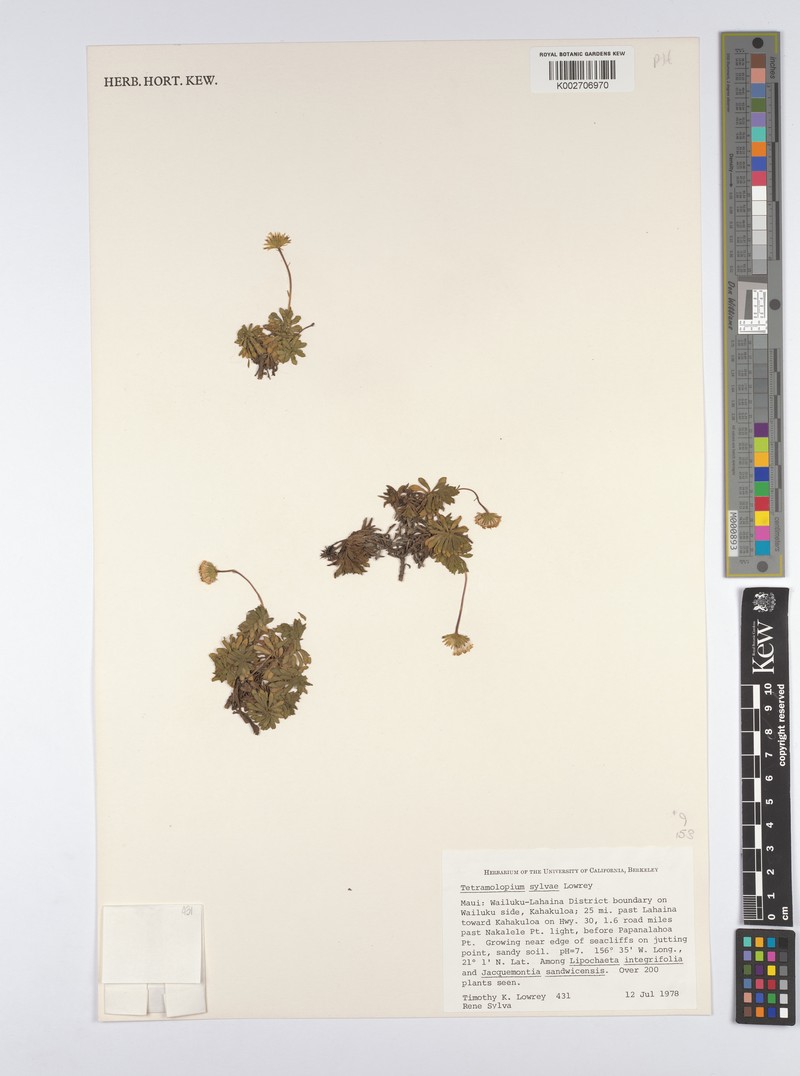 Seacliff Tetramolopium photo 5