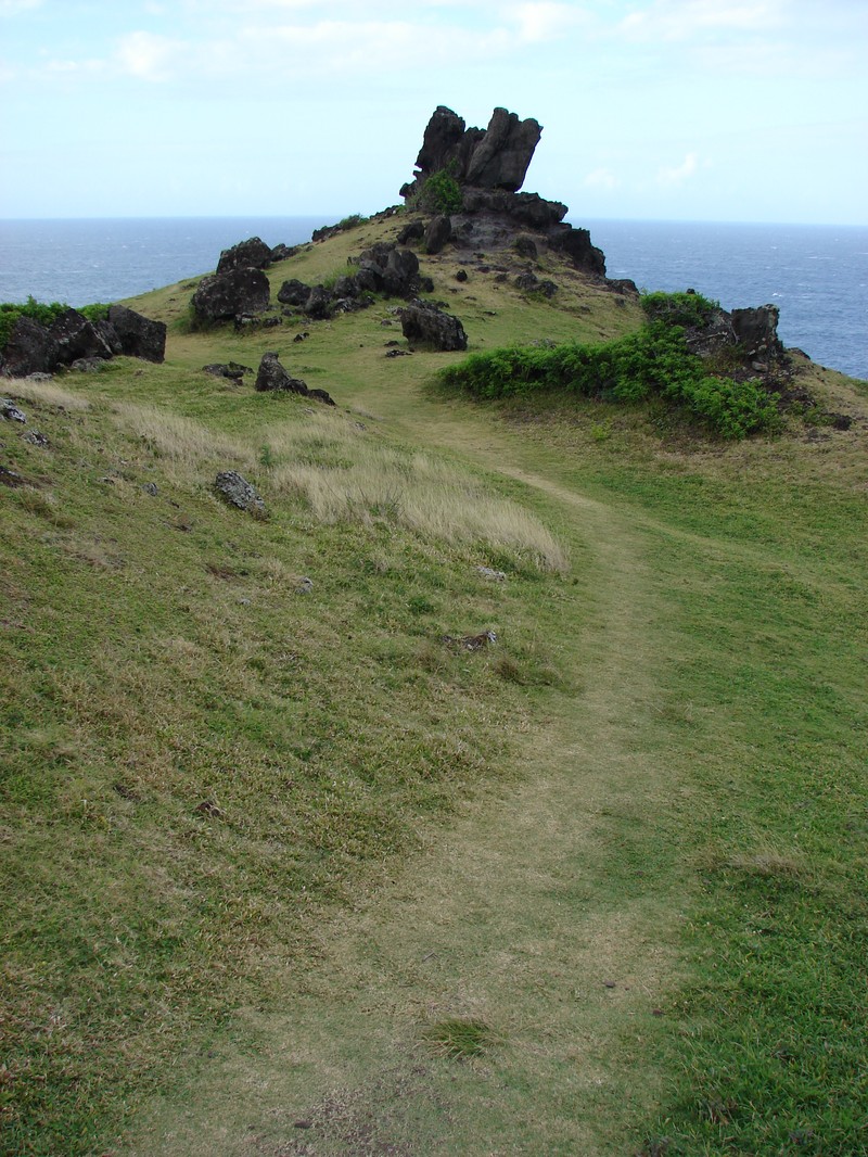 Seacliff Tetramolopium