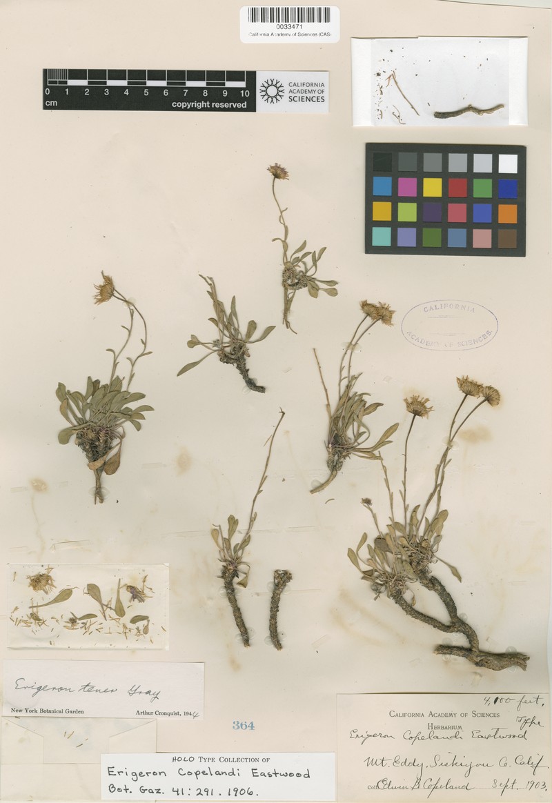 Oahu Tetramolopium