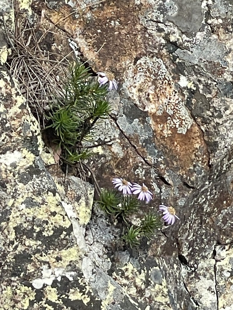 Tetramolopium vagans photo 5
