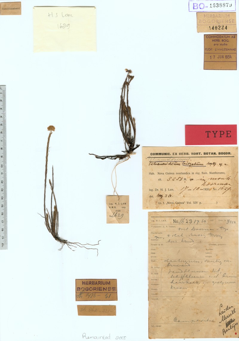 Tetramolopium virgatum photo 2