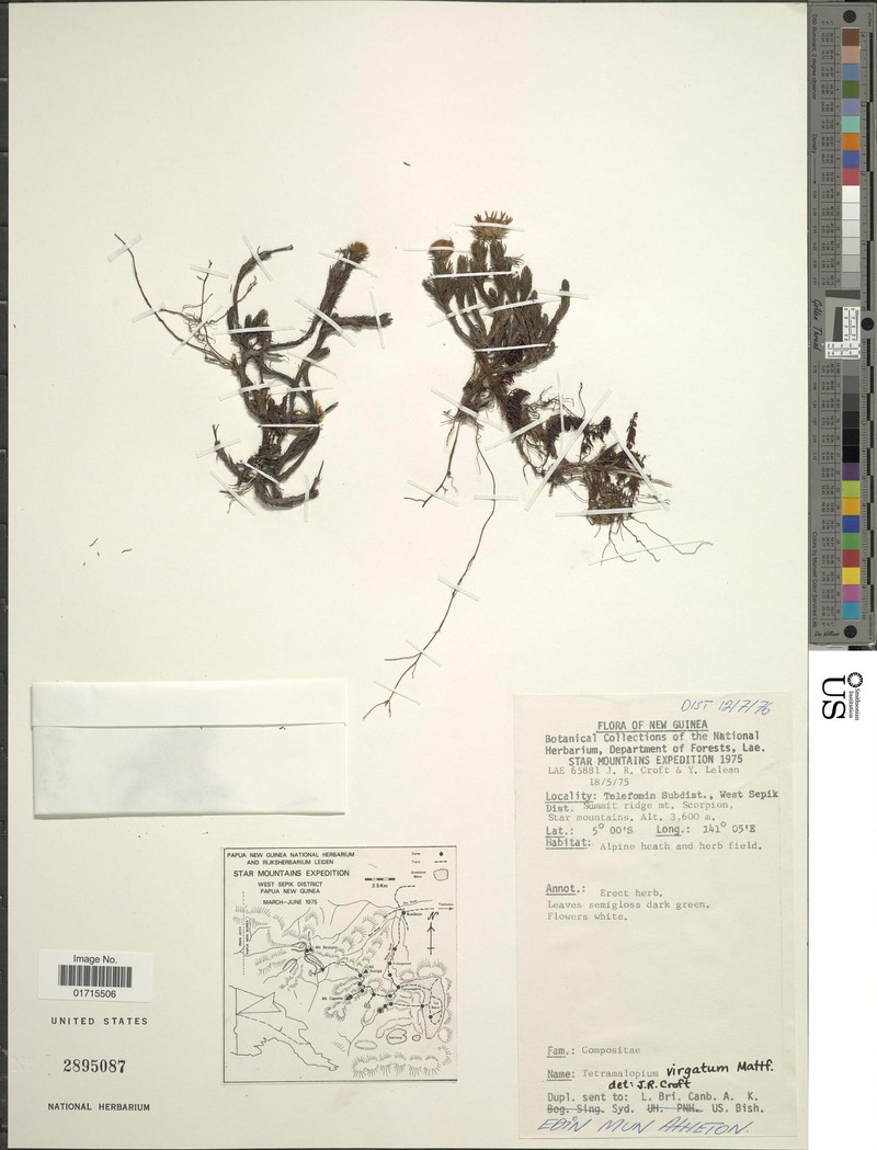 Tetramolopium virgatum photo 3