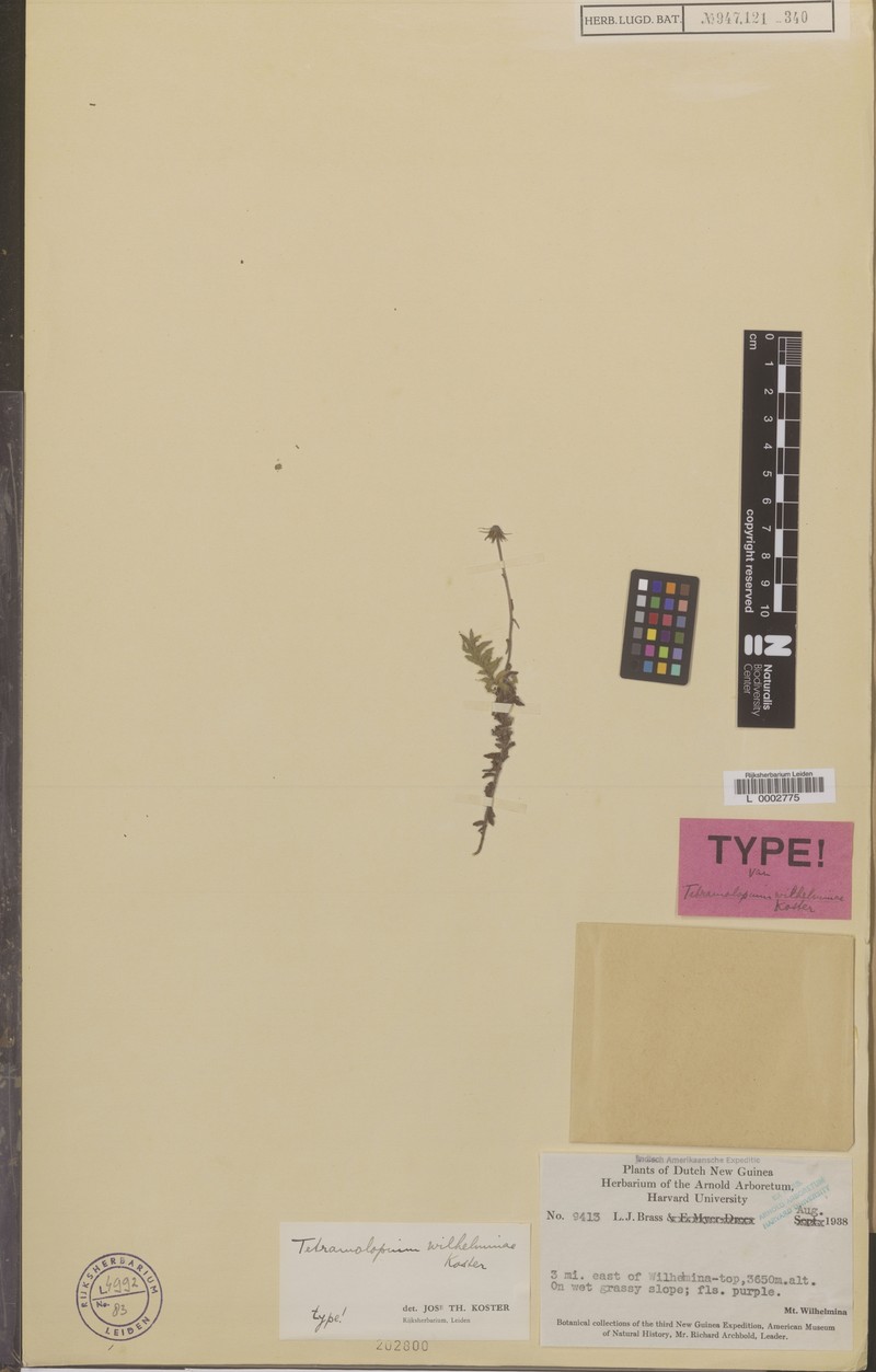 Tetramolopium wilhelminae