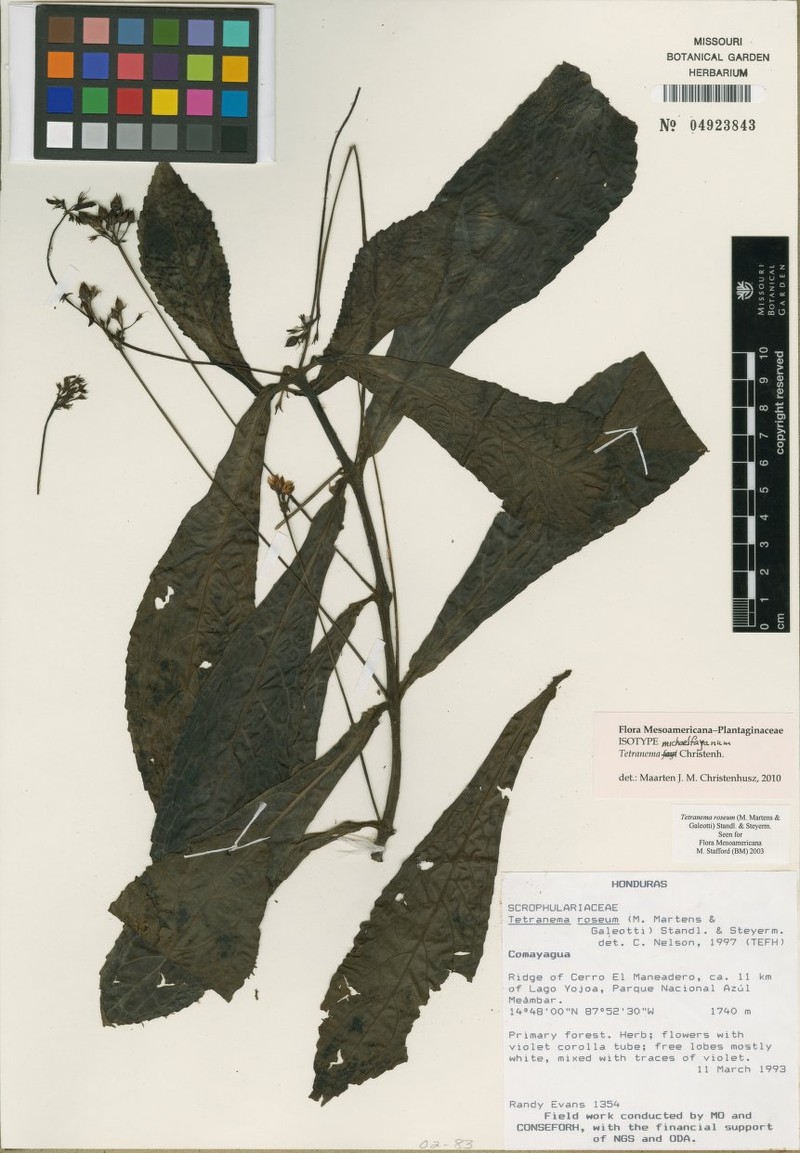 Tetranema michaelfayanum
