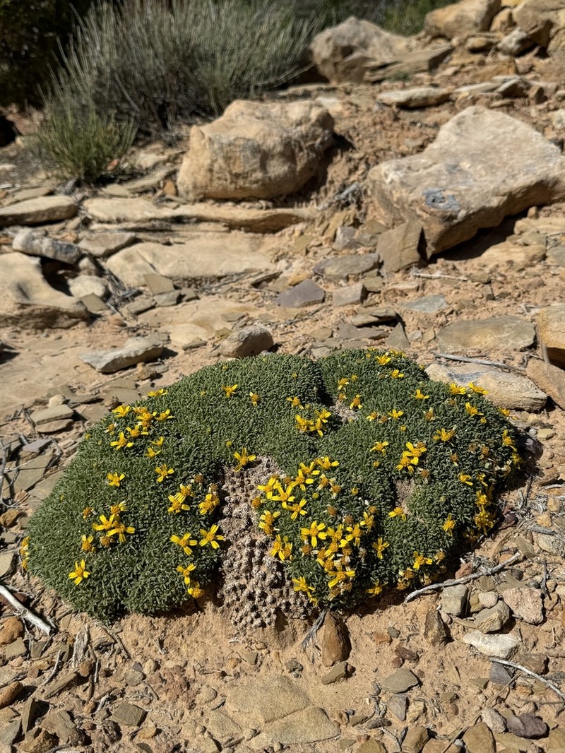 Stemless Four-Nerve Daisy photo 3