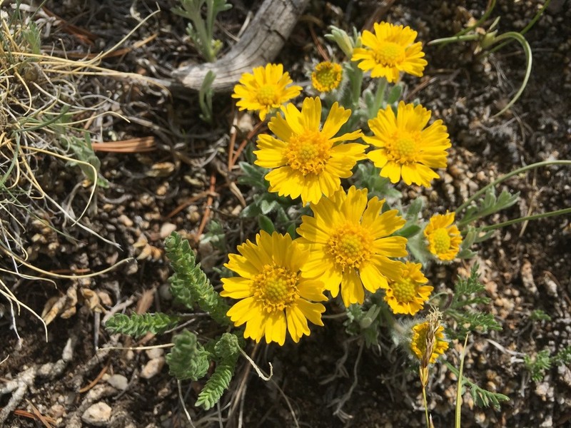 Stemless Four-Nerve Daisy photo 4