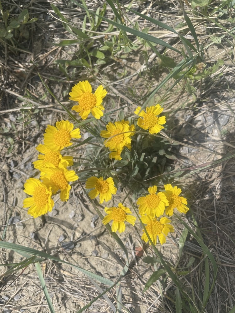 Stemless Four-Nerve Daisy photo 5