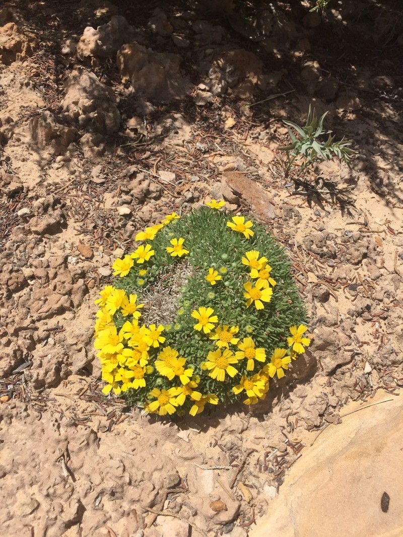 Stemless Four-Nerve Daisy photo 6