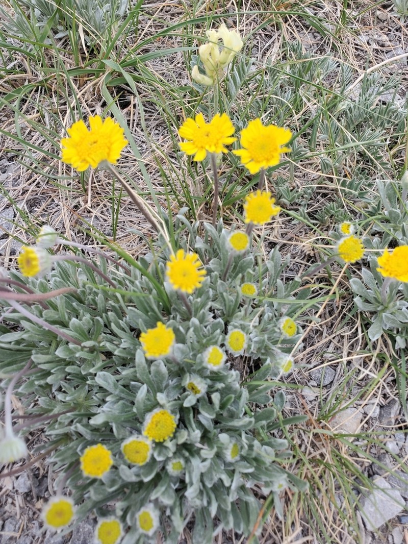 Stemless Four-Nerve Daisy photo 7