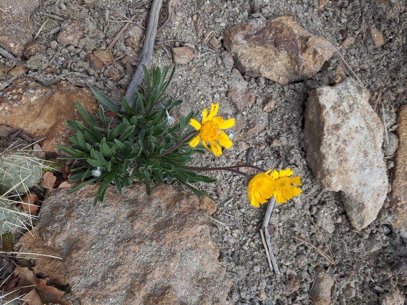 Stemless Four-Nerve Daisy photo 8