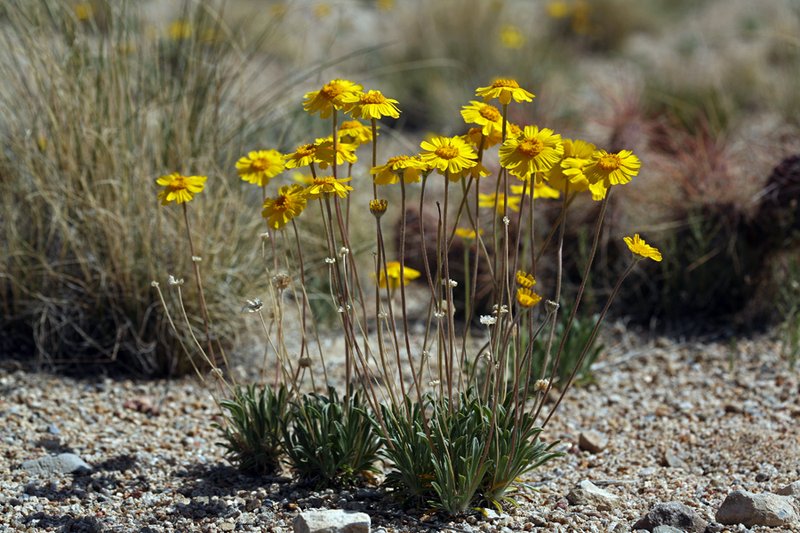 Stemless Four-Nerve Daisy photo 7